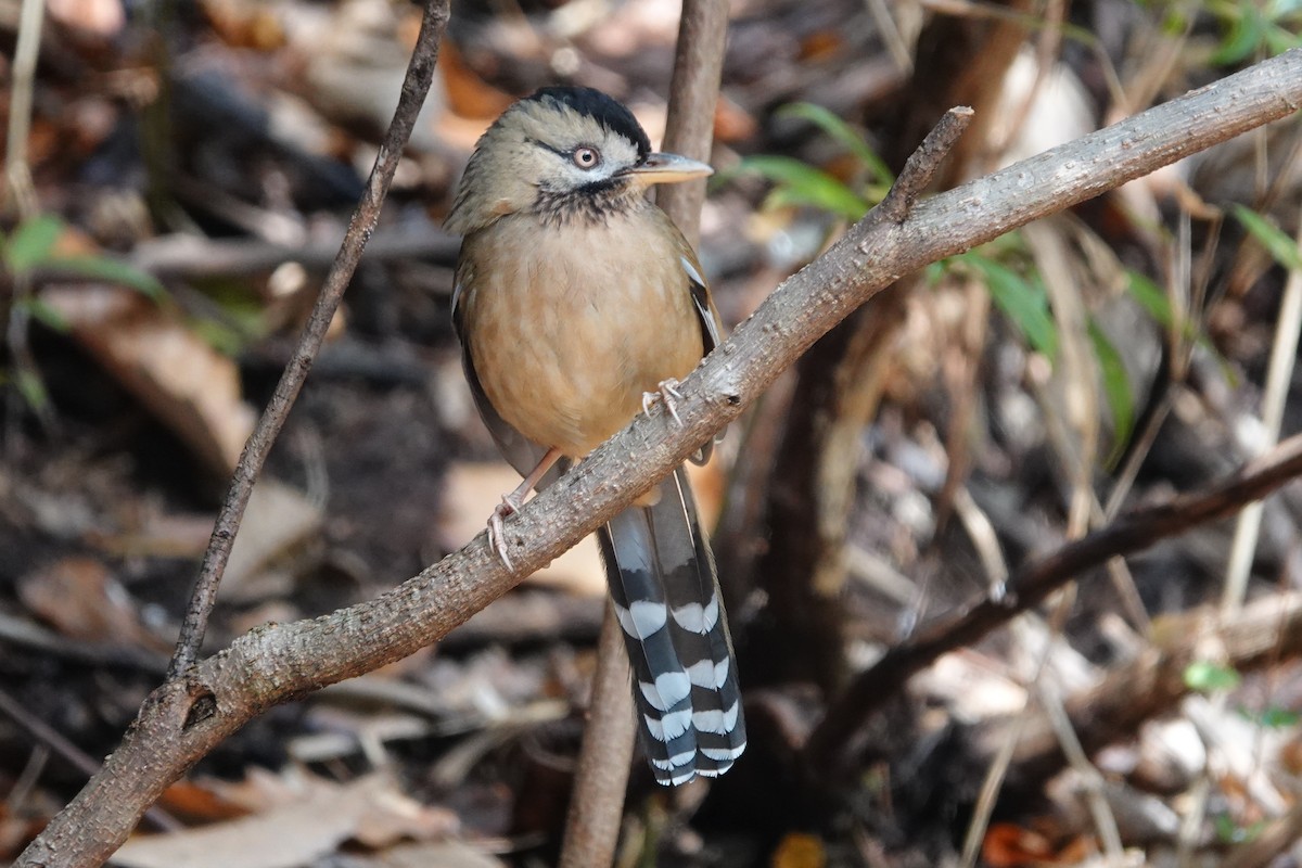 Bıyıklı Gevezeardıç - ML642051073