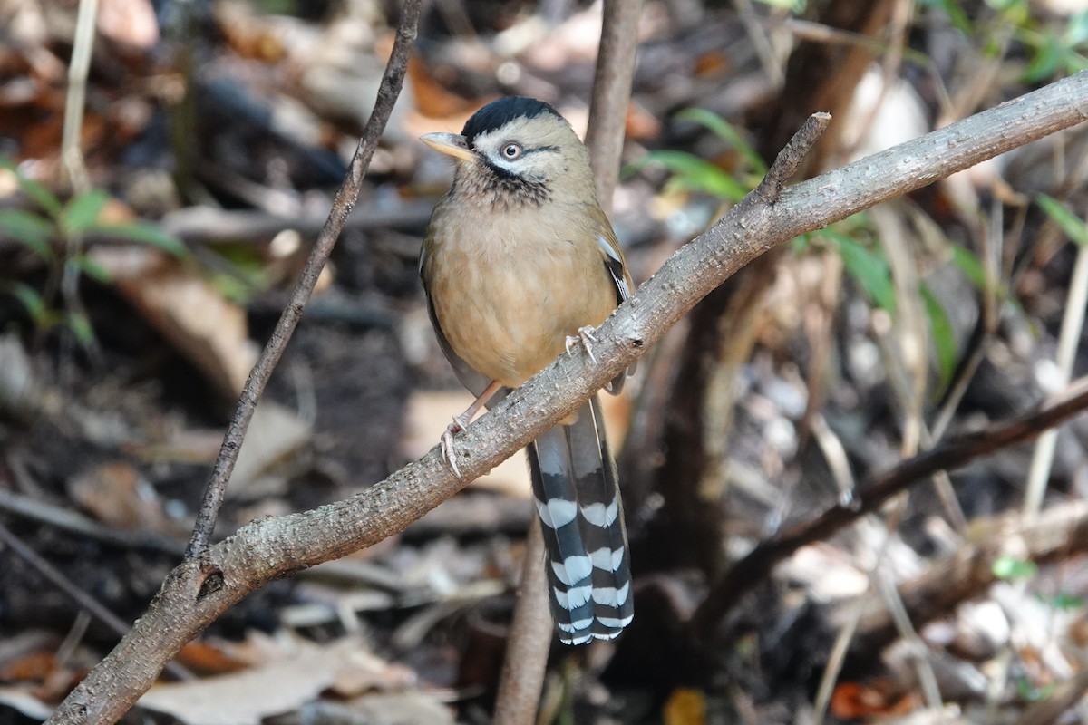 Bıyıklı Gevezeardıç - ML642051074