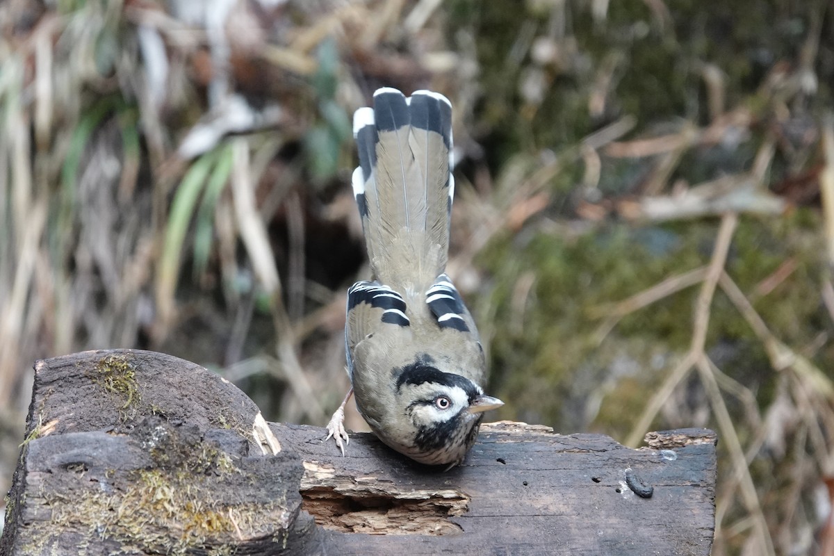 Bıyıklı Gevezeardıç - ML642051075