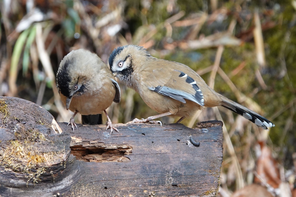 Bıyıklı Gevezeardıç - ML642051076
