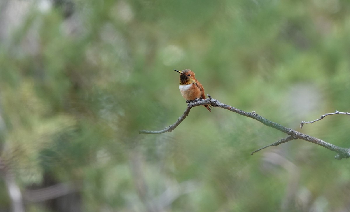 Rufous Hummingbird - ML642051077