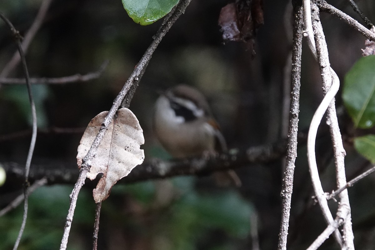 White-browed Fulvetta - ML642051086