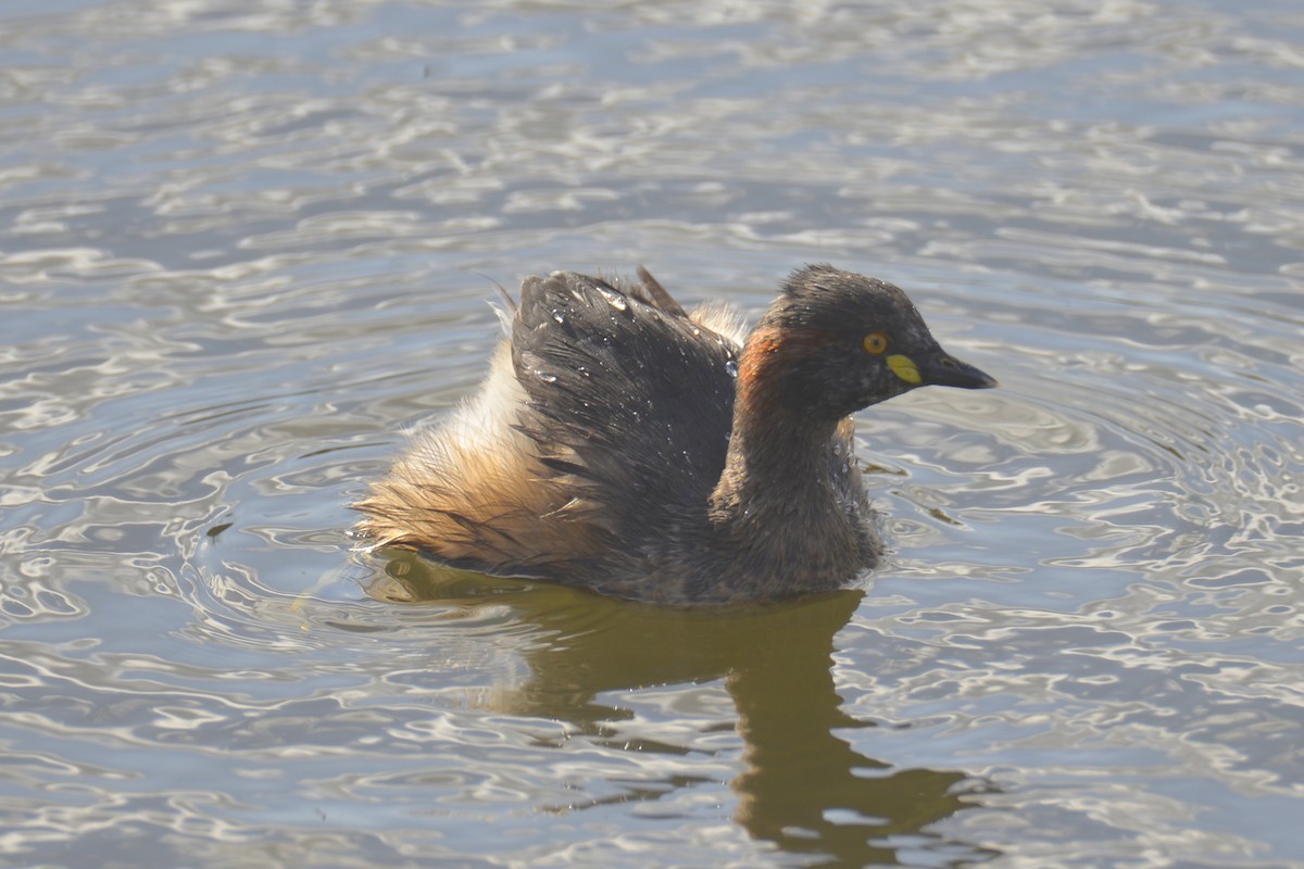 Australasian Grebe - ML642051093