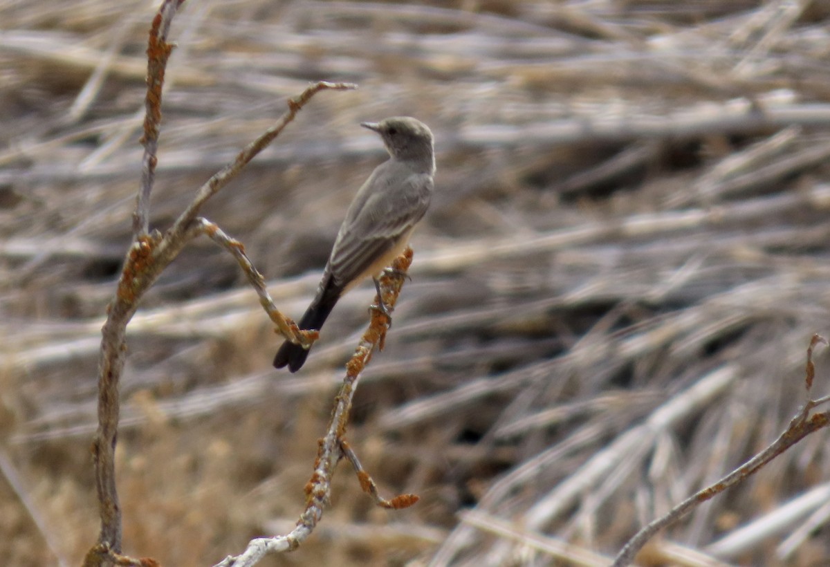 Say's Phoebe - ML642051099