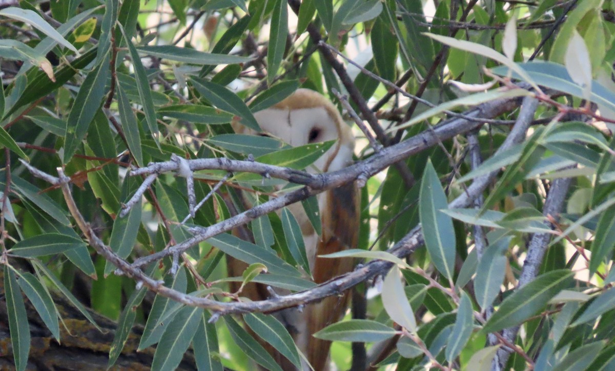 American Barn Owl - ML642051100