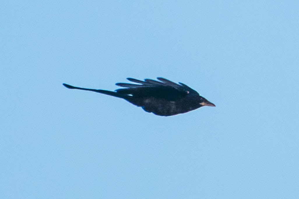 drongo černý - ML642051103