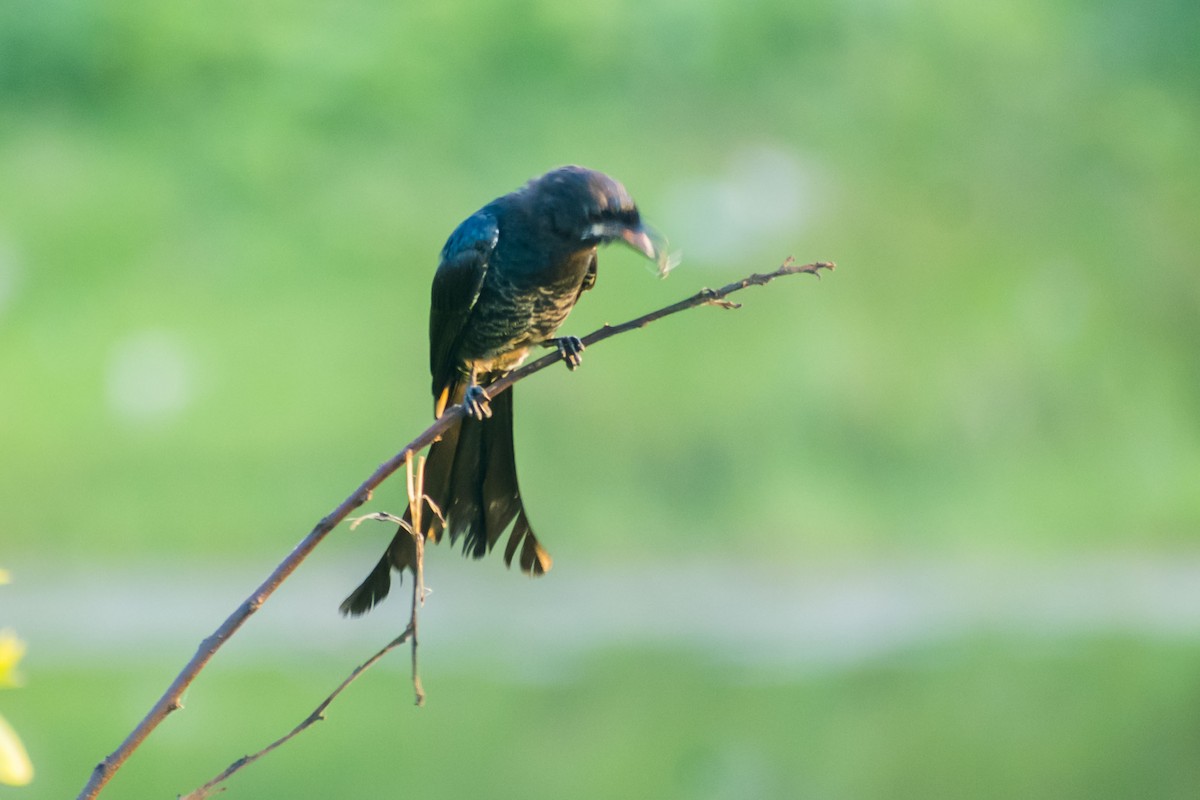 drongo černý - ML642051104