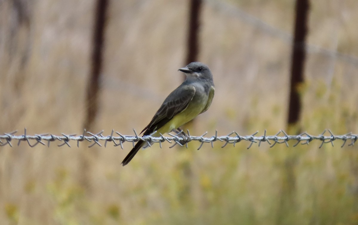 Cassin's Kingbird - ML642051105
