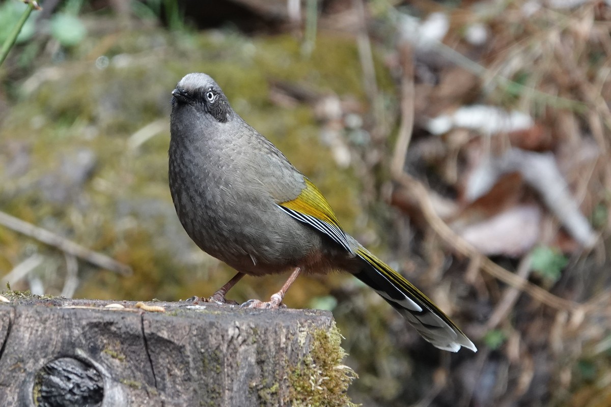 カキハガビチョウ - ML642051117