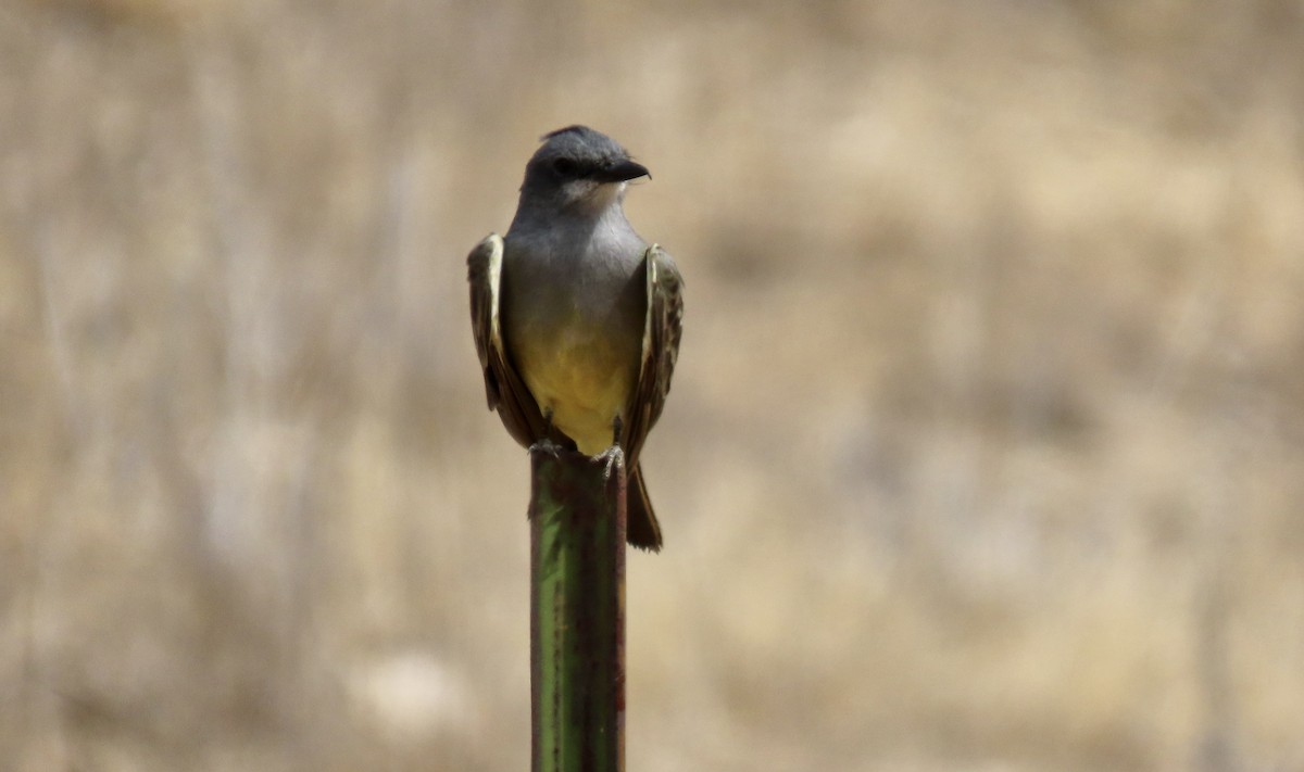 Cassin's Kingbird - ML642051118
