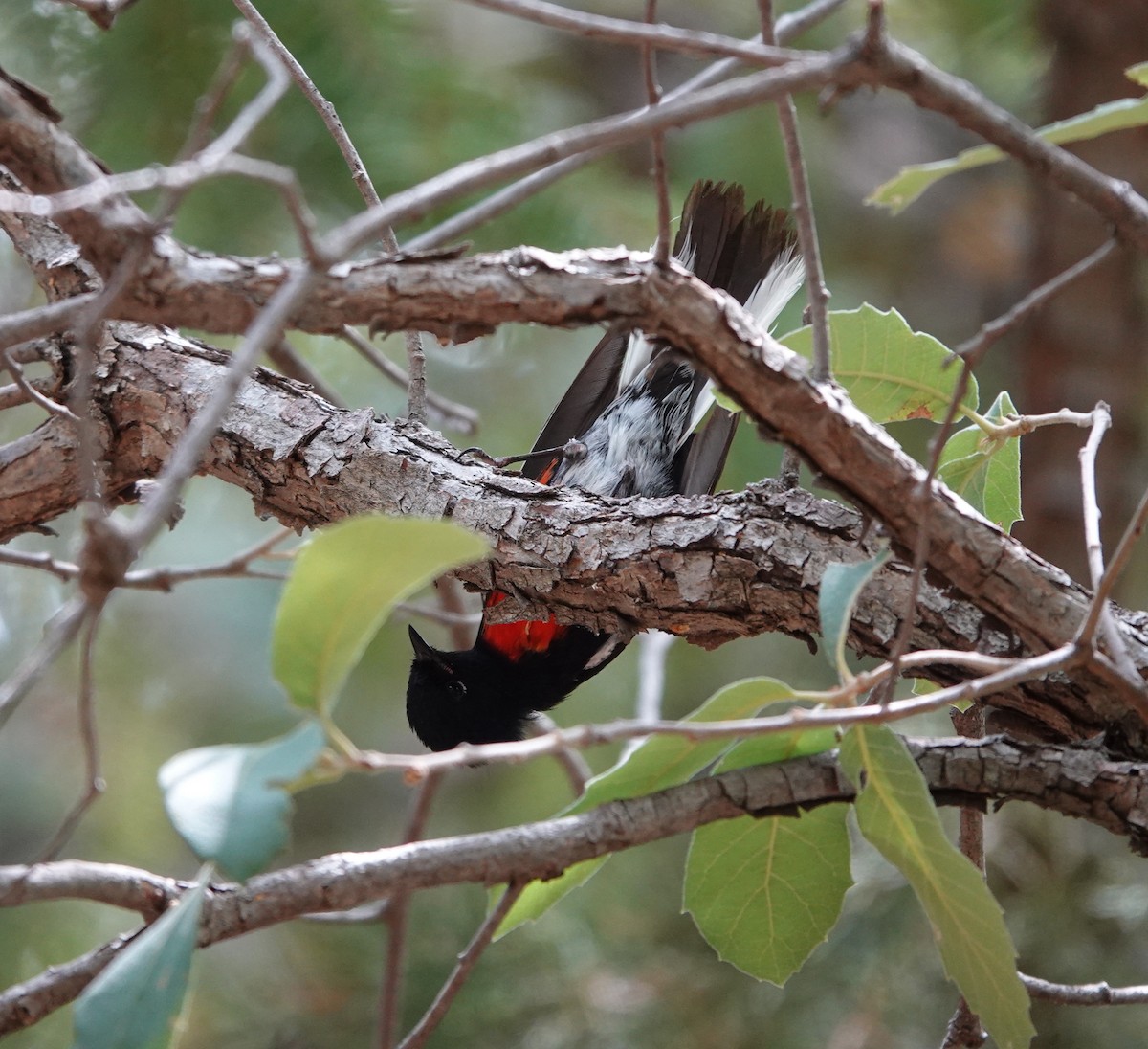 Painted Redstart - ML642051119
