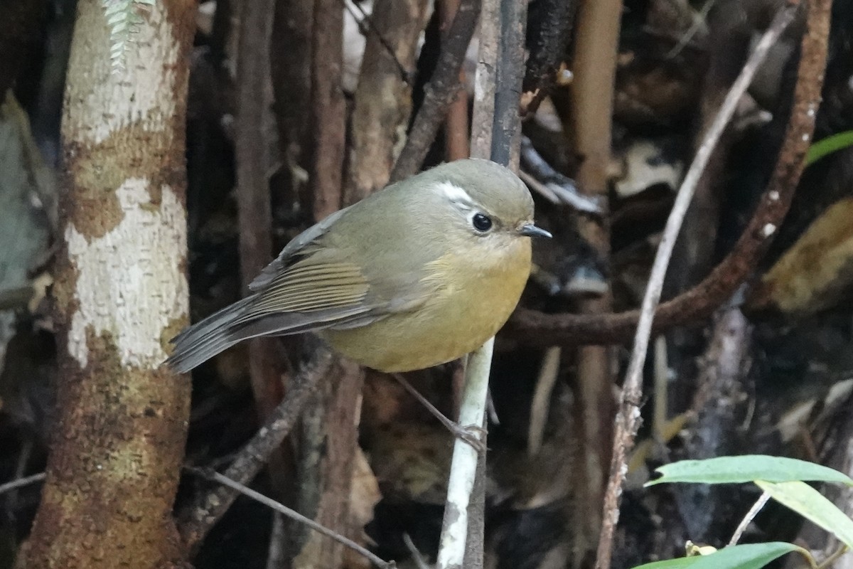 White-browed Bush-Robin - ML642051120
