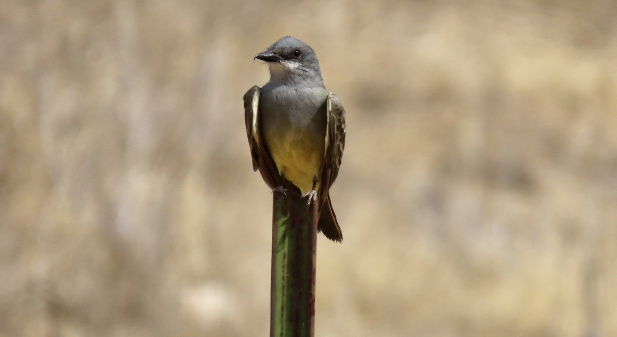 Cassin's Kingbird - ML642051121