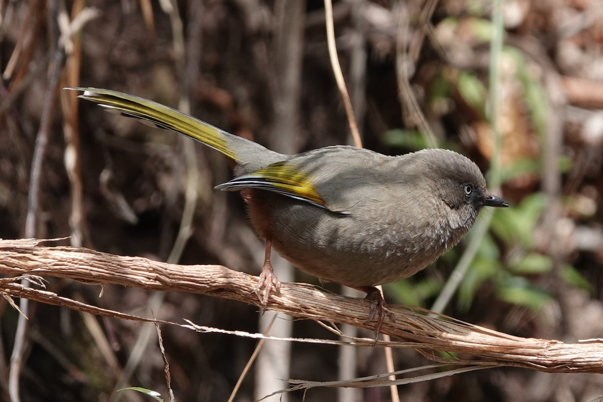 カキハガビチョウ - ML642051127