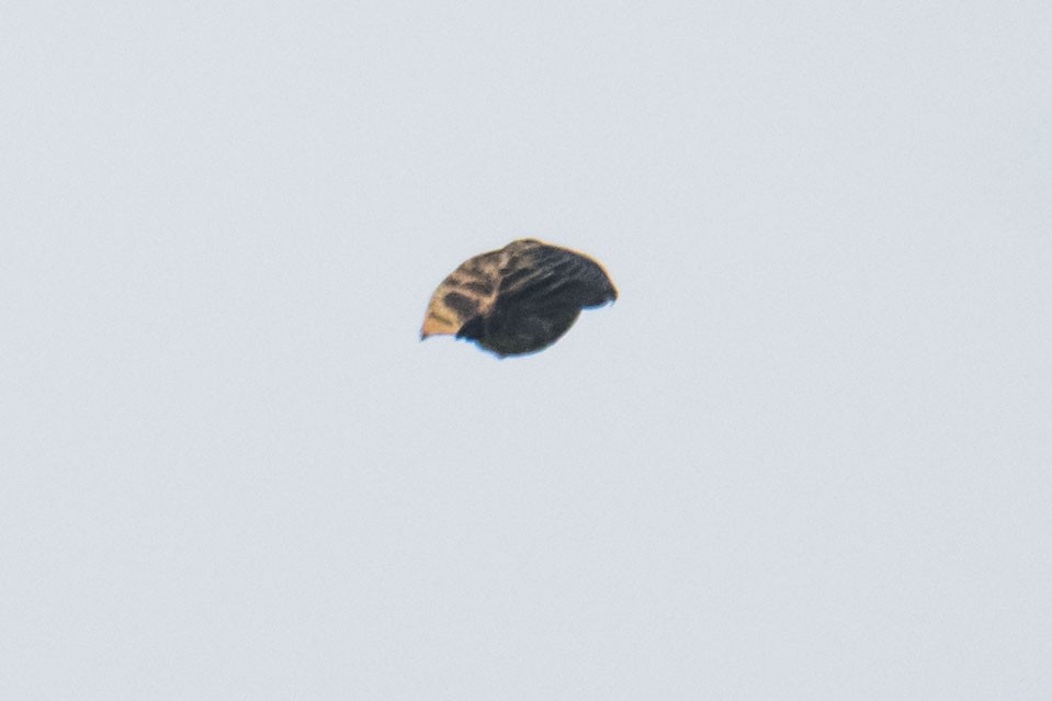 Jerdon's Bushlark - ML642051129