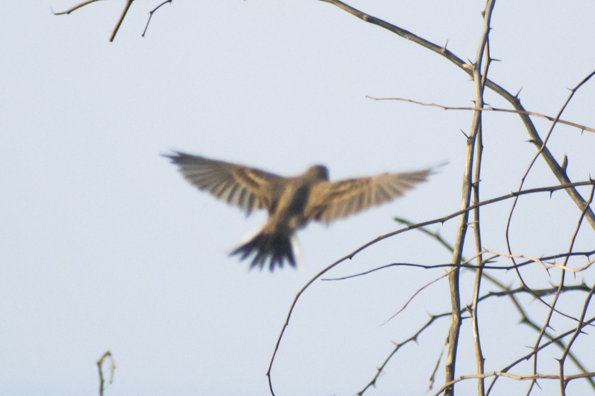 Jerdon's Bushlark - ML642051130