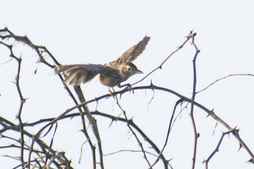 Jerdon's Bushlark - ML642051131