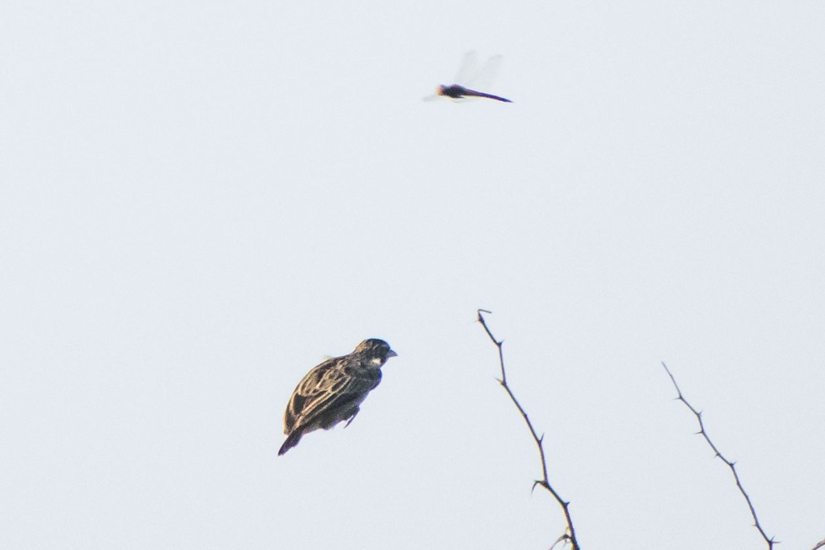 Jerdon's Bushlark - ML642051132