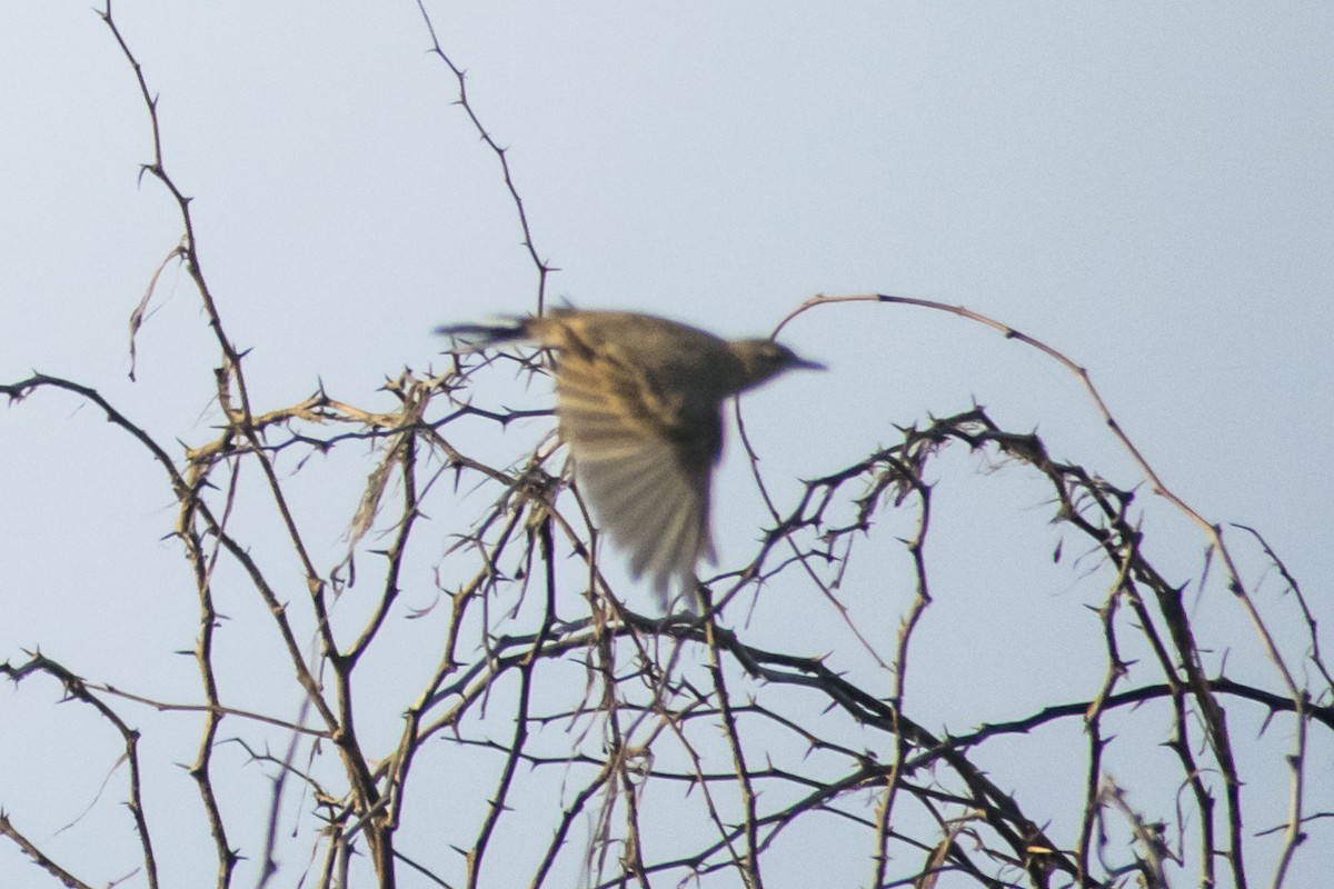 Jerdon's Bushlark - ML642051133