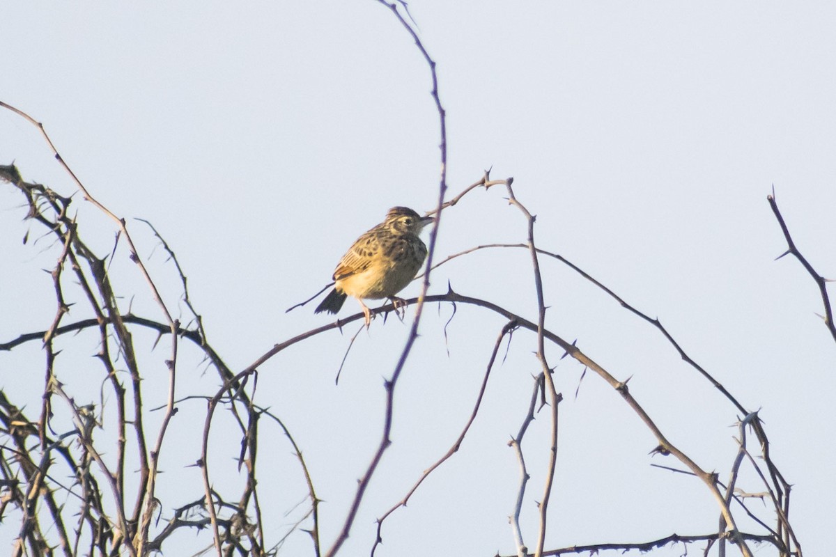 Jerdon's Bushlark - ML642051134