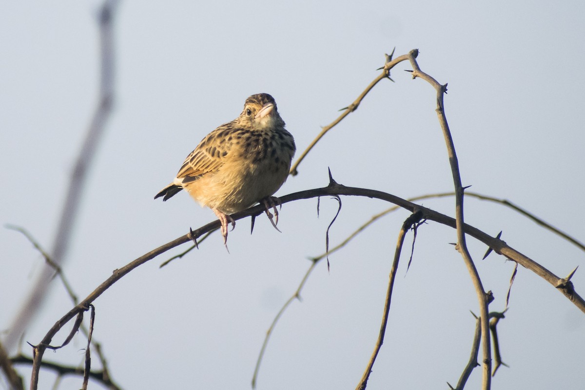 Jerdon's Bushlark - ML642051135
