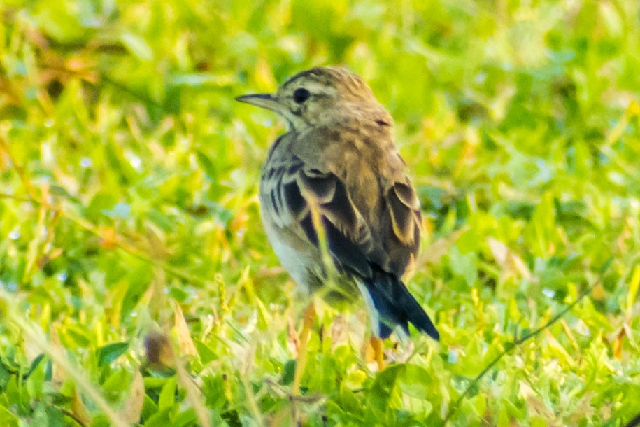 Jerdon's Bushlark - ML642051136