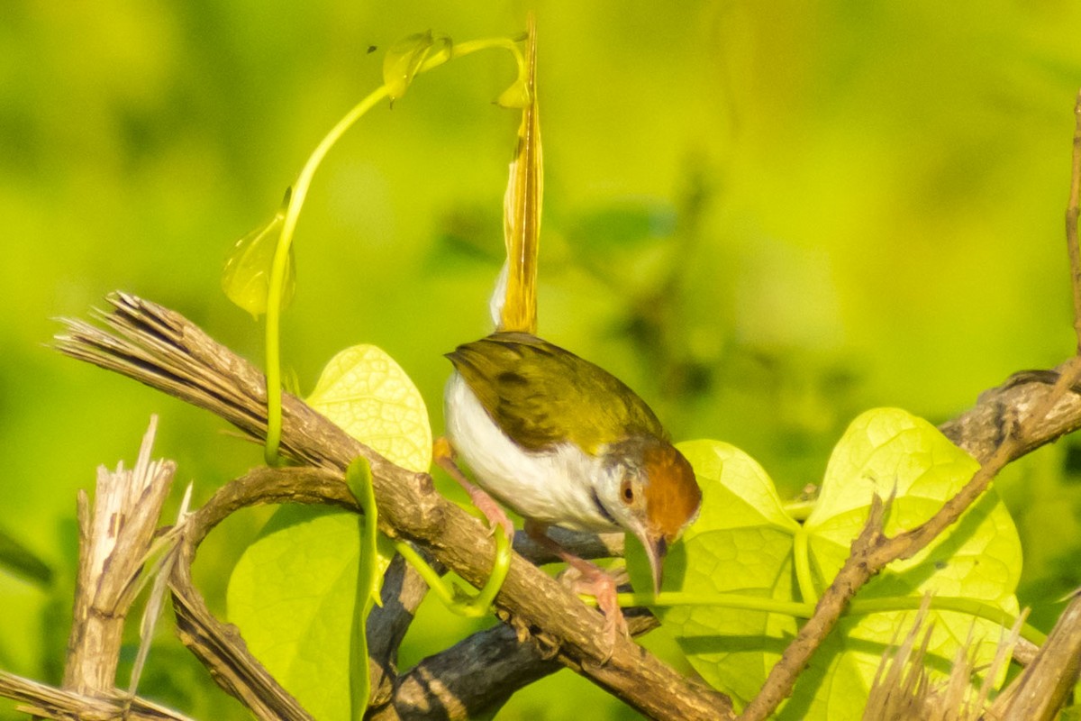 Common Tailorbird - ML642051145