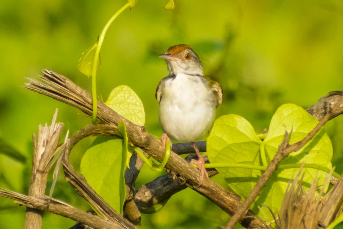 Common Tailorbird - ML642051146