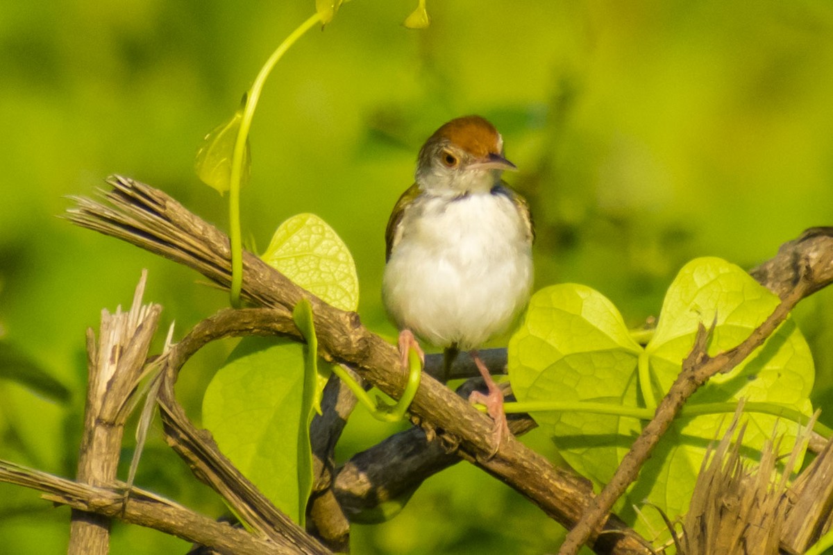 Common Tailorbird - ML642051147