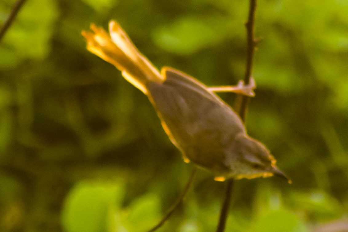 Prinia Sencilla - ML642051152