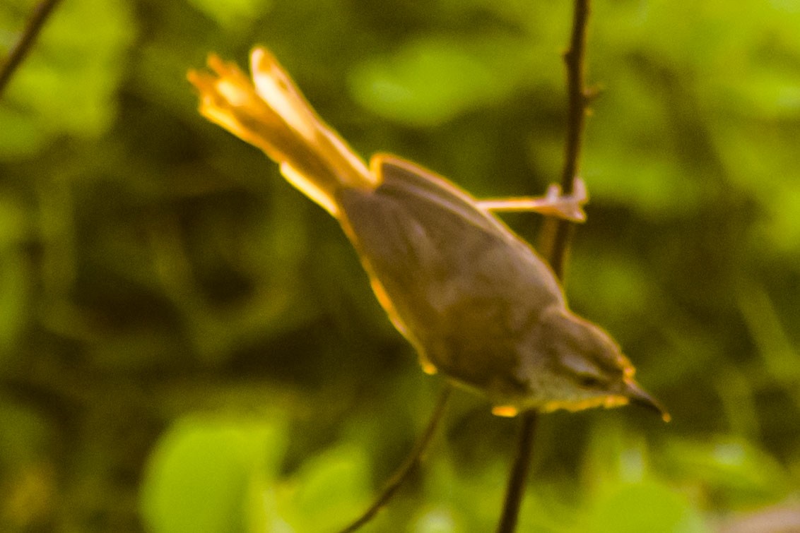 Prinia Sencilla - ML642051153