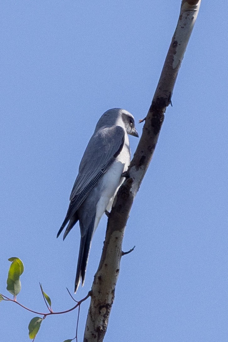 Black-faced Cuckooshrike - ML642051162