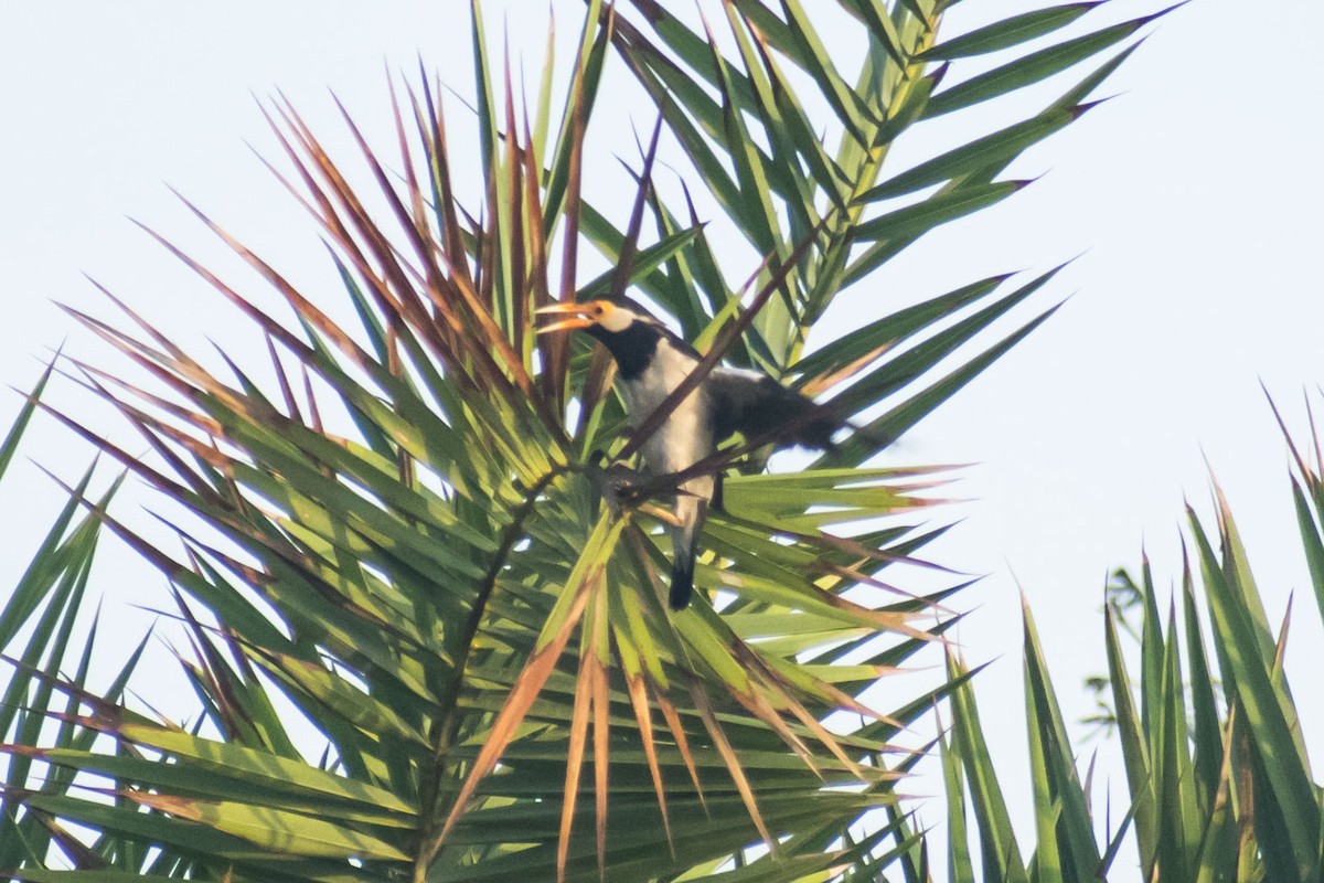 印度鵲椋鳥 - ML642051191