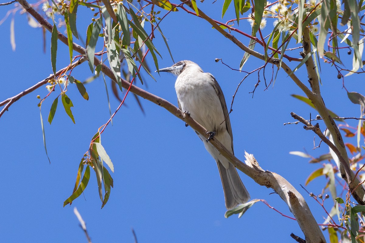 Little Friarbird - ML642051201