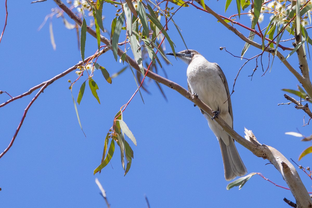 Little Friarbird - ML642051202
