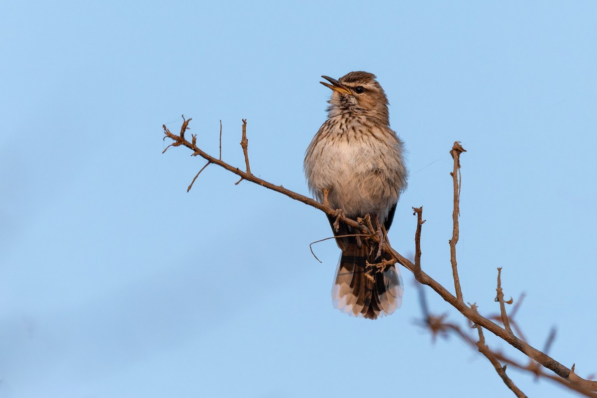 White-browed Scrub-Robin - ML642051206