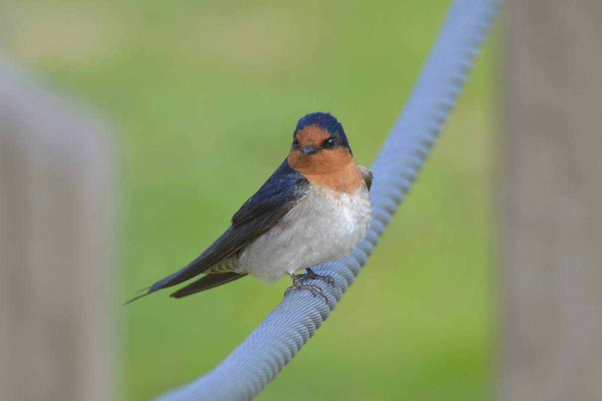 Welcome Swallow - ML642051229
