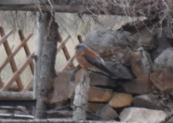 Lesser Kestrel - Nagahisa MIta