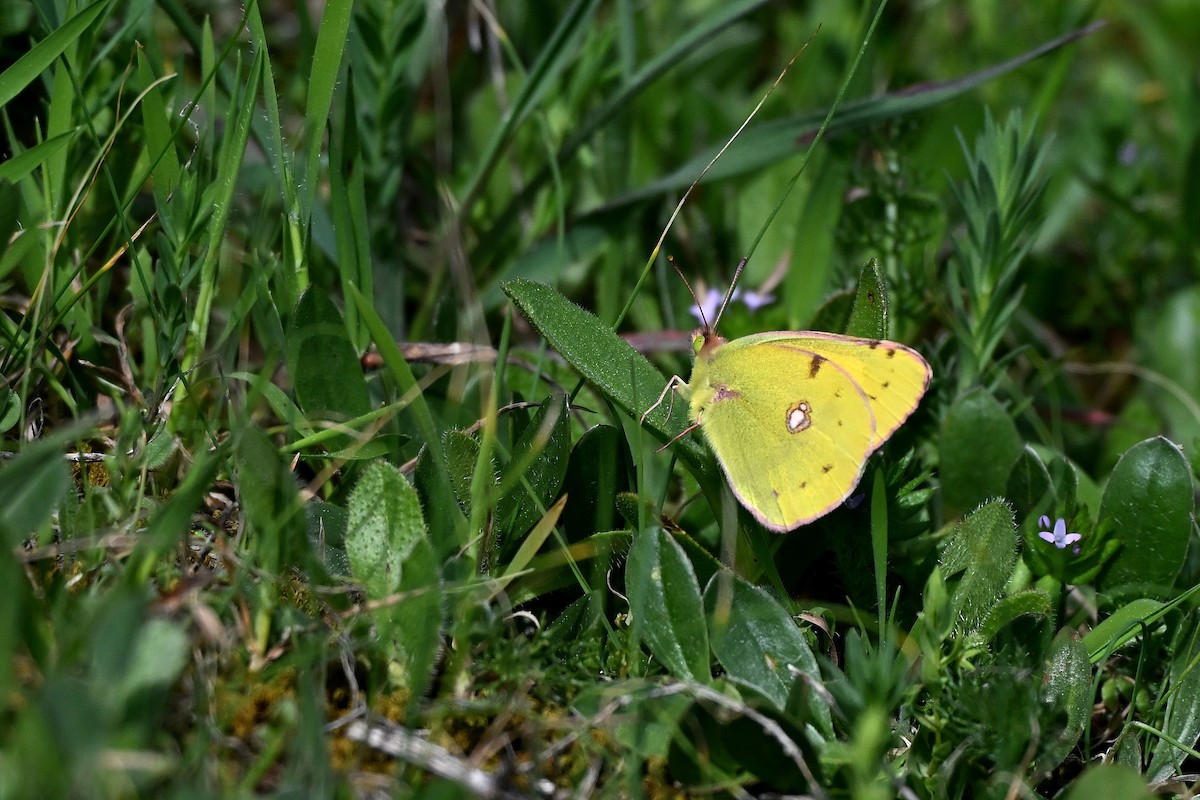 Berger's Clouded Yellow - Igor Długosz