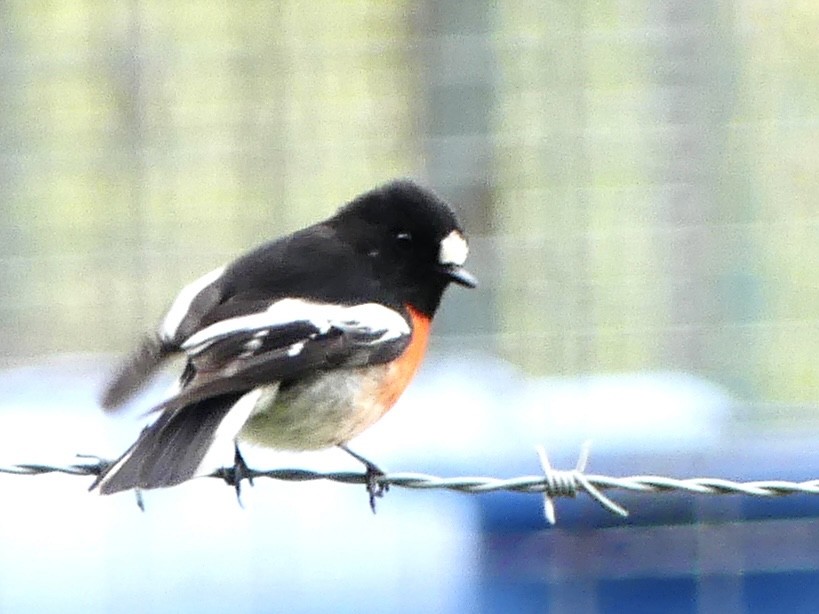 Scarlet Robin - Alain Sylvain
