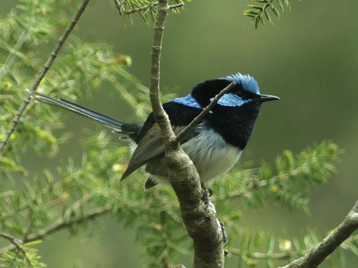 Superb Fairywren - ML642051243