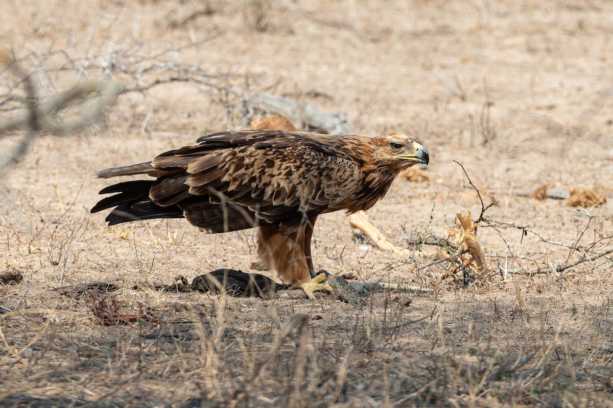 Tawny Eagle - ML642051247