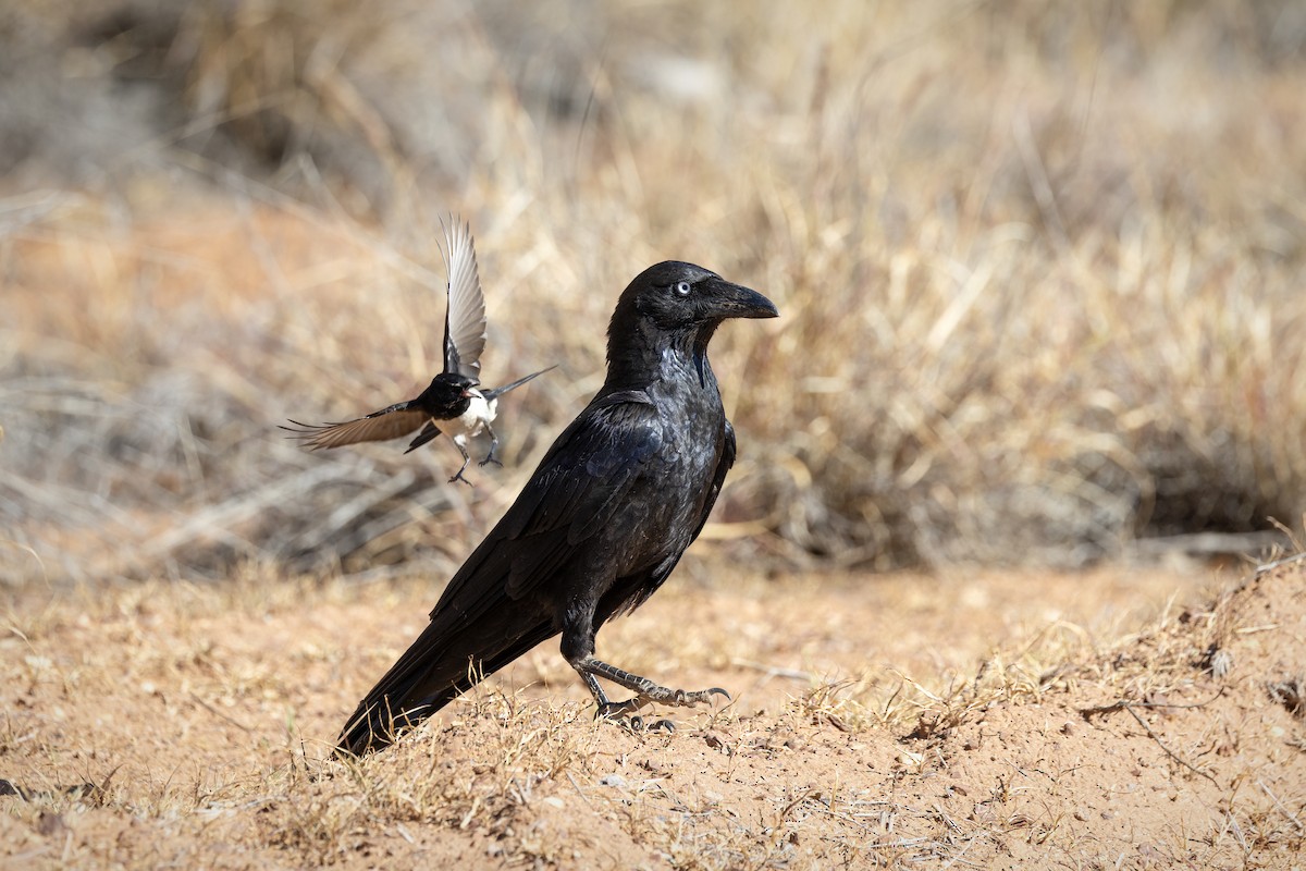 Torresian Crow - ML642051250