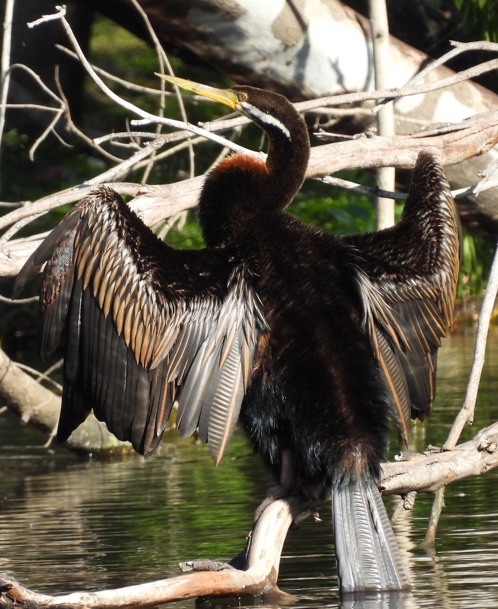 anhinga australská - ML642051254