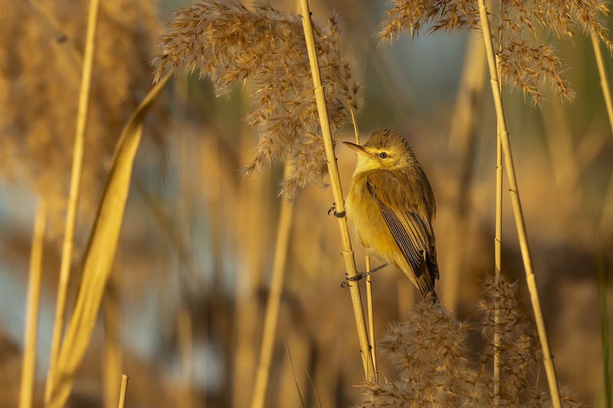 Australian Reed Warbler - ML642051259