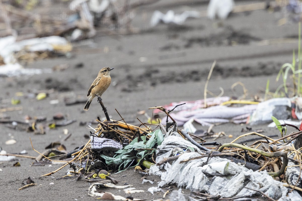 Siberian Stonechat - ML642051269
