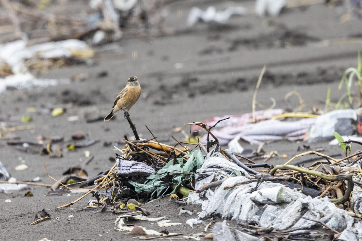 Siberian Stonechat - ML642051270