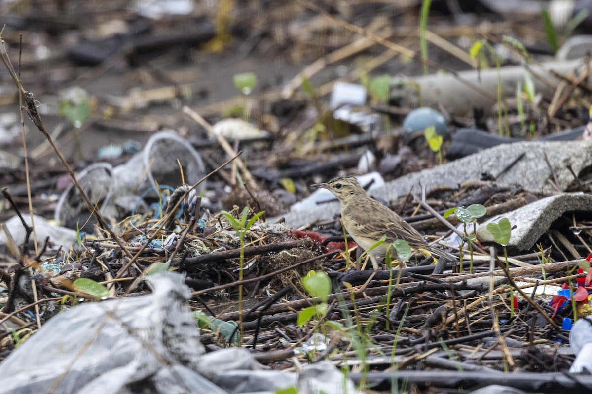 Tawny Pipit - ML642051272