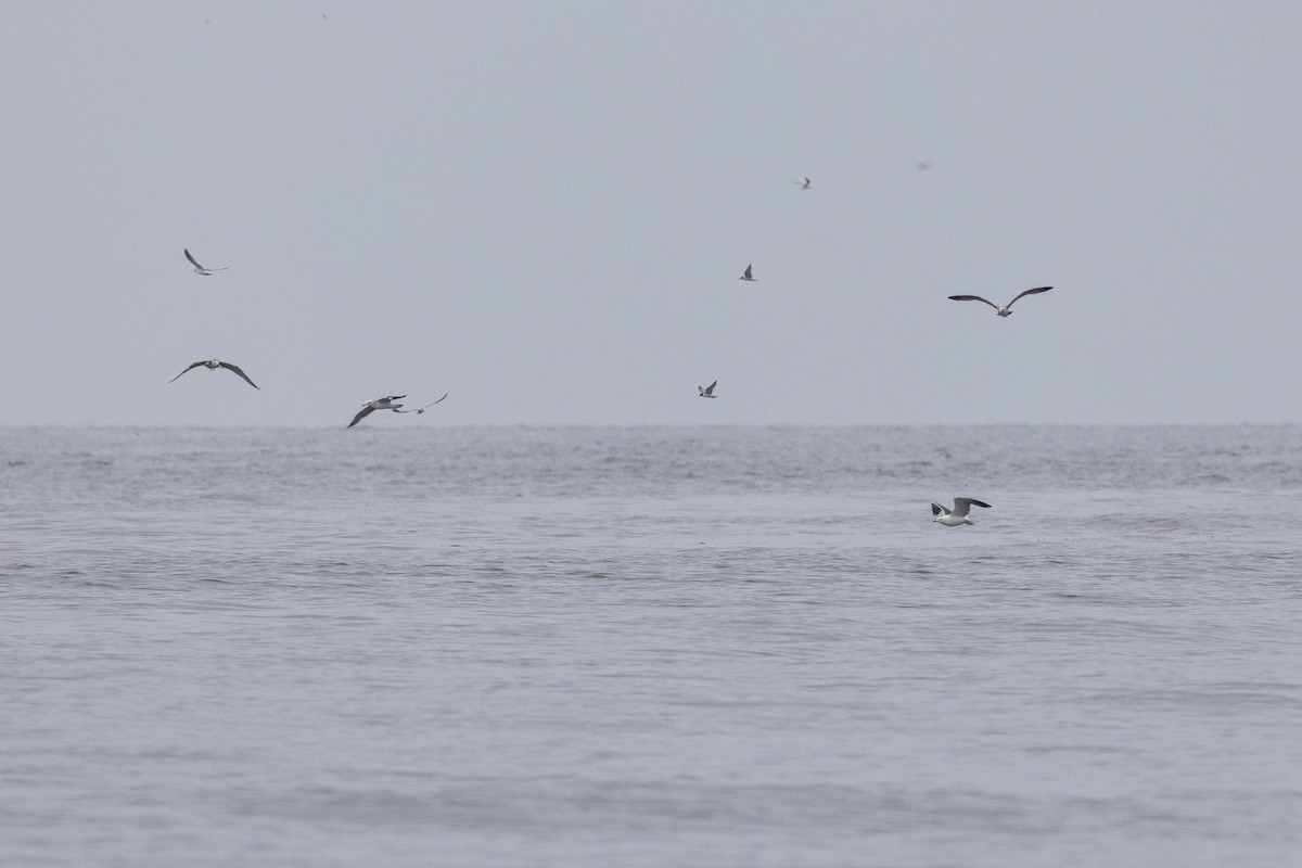 Lesser Black-backed Gull - ML642051275