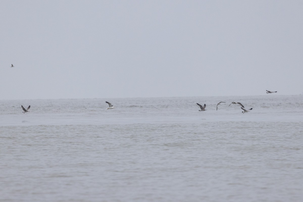 Lesser Black-backed Gull - ML642051276